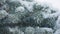 Slow motion closeup shot of hoarfrost covered spruce tree branches