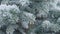 Slow motion closeup shot of hoarfrost covered spruce tree branches