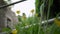 Slow-motion closeup of tiny flowers around the ruins of an Irish house in Westmeath, Ireland