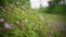 Slow-motion closeup of tiny flowers in the Irish countryside