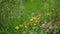 Slow-motion closeup of tiny flowers in the Irish countryside