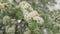 Slow motion closeup of willow pear blossom