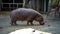 Slow Motion of a common hippopotamus is eating in a zoo. Hippo is feeding