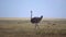 Slow Motion of Common Ostrich Moving Wings While Walking in African Savannah