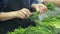 Slow motion cookers plucked dill in industrial kitchen at restaurant