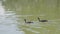 Slow motion coot feeding their chicks in a sunny summer day