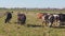 Slow Motion of Cows Grazing on an Amish Farm