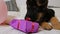 Slow motion. A cute German shepherd puppy lies on a white bed and plays funny with a box of pink gift, trying to open a