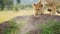 Slow Motion of Cute Lion Cub Playing with Lioness Mother in Maasai Mara, Kenya, Africa, Funny Young