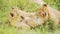 Slow Motion of Cute Lion Cubs Playing in Africa, Funny Young Baby Animal Lions in Grass on African W