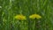 Slow motion dandelions on sunny day