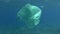 Slow motion, a discarded old green plastic bag slowly drifting under surface of the blue water. Underwater plastic