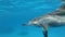 Slow motion, Dolphin very close swims in a circle under surface in blue water in the morning sun rays.