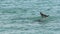 Slow motion dolphins tale going under water in Monkey Mia Shark Bay National Park