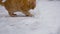 In slow motion. Domestic cats play cute in the yard, enjoy the first snow, have fun. pet concept. Winter day