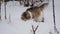 In slow motion. Domestic cats play cute in the yard, enjoy the first snow, have fun. pet concept. Winter day