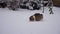 In slow motion. Domestic cats play cute in the yard, enjoy the first snow, have fun. pet concept. Winter day