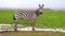 slow motion epic footage of a zebra standing in the green field. portrait of zebra standing in the forest