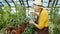 Slow motion of experienced farmer caring for plants using watering can in greenhouse