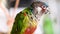 Slow motion extreme closeup of colorful parakeet eating safflower seed