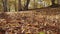 Slow motion fallen autumn leaves on a ground in forest