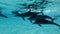 Slow motion, Family of dolphins slowly swim under sufrace of blue water. Spinner Dolphin, Stenella longirostris Closeup,