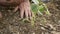 Slow motion of farmer man seedling a cucumber plant in the soil. Farming, agricultural concept, home production