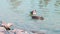 Slow motion female mallard duck and male mallard duck dabbling upside-down in the water to eat insects or weeds