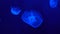 Slow Motion Fluorescence Jellyfish in the ocean deep at blue background