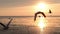 Slow motion of flying seagull birds during sunset at the beach