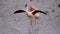 slow motion footage of beautiful white flamingo birds walking in a river. white flamingos portrait in the river