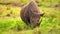 Slow motion footage of a big horn rhino eating grass in the wild forest. Rhinoceros portrait in a forest eating grass