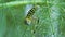 Slow motion footage of Caterpillar of Papilio Machaon swallowtail caterpillar feeding