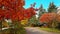 Slow motion footage of the colorful autumn trees. Season