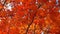 Slow motion footage of the colorful autumn trees. Season