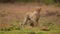 slow motion footage of a cute baby cheetah cub standing in the wild forest. closeup of a cheetah cub in the forest