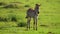 slow motion footage of a cute baby zebra foal standing in the wild forest. closeup of a baby zebra foal in the forest