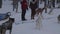 Slow motion footage of dog sled tour during the winter months in the Canadian Rockies in Canada. Rocky Mountains in Alberta are th