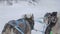 Slow motion footage of dog sled tour during the winter months in the Canadian Rockies in Canada. Rocky Mountains in Alberta are th