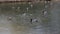 Slow-motion footage of ducks swimming in a serene lake in winter time. Video capturing a group of ducks gliding through waters