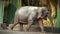 slow motion footage of an elephants living in the middle of human ecosystem, being used to help human