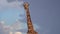 slow motion footage of a giraffe face and head closeup in the field. wild giraffe face closeup on blue sky