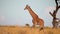 slow motion footage of a giraffe walking in the forest during afternoon. giraffe walking during afternoon in Masai Mara