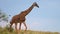 slow motion footage of a giraffe walking in the forest during sunset. giraffe walking during sunset in Masai Mara