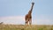 slow motion footage of a giraffe walking in the forest during sunset. giraffe walking during sunset in Masai Mara