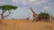 slow motion footage of a giraffe walking in the south Africa. wild long head giraffe in the forest