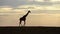 Slow motion footage of a giraffe walking in the wild forest. Wild long feet giraffe walking in the forest