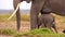 slow motion footage of a herd of elephants walking in a river in the forest. baby elephant calf walking in the forest