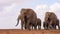 slow motion footage of a herd of elephants walking in the wild forest. African elephants herd walking