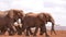 slow motion footage of a herd of mother and baby elephants walking in the wild forest. herd of elephants in the forest